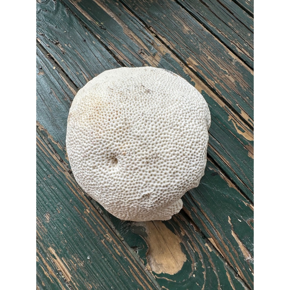 Natural White Brain Coral Specimen Large Coastal Beach Decor 7 Inch